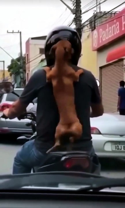 thought I'd seen it all... until I saw a dog riding a motorcycle, totally relaxed like it was the most normal thing in the world 😂🐶