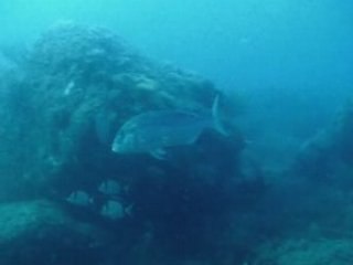 Réserve Banyuls Juin 2008