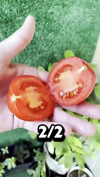 زراعة الطماطم في البلكونة😉❤️❤️ #fyp #plants #اكسبلور #زراعت #tomata #garden #طماطم #youtube