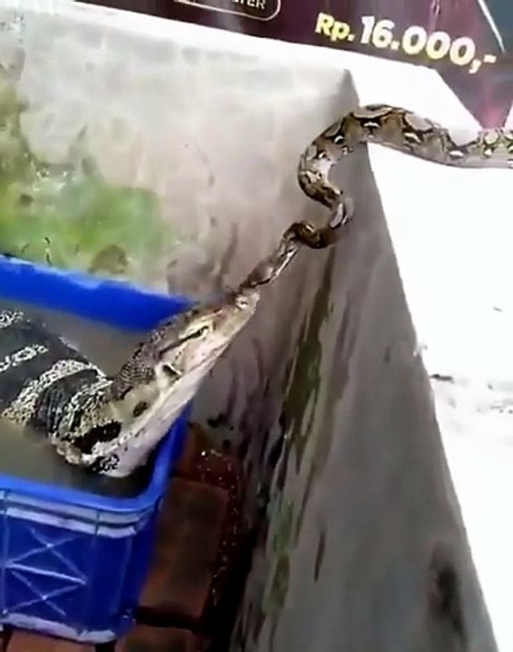 The snake thought it was a snake like her until the lizard stuck out her hand—notice the snake's shock 😂The snake thought it was a snake like her until the lizard stuck out her hand—notice the snake's shock 😂