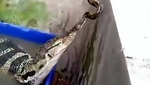 The snake thought it was a snake like her until the lizard stuck out her hand—notice the snake's shock 😂The snake thought it was a snake like her until the lizard stuck out her hand—notice the snake's shock 😂