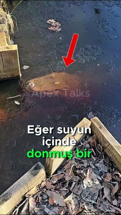 Buzun İçindeki Timsahın İnanılmaz Hayatta Kalma Sırrı! 🐊❄️