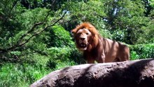 LA INTELIGENCIA CALLA Y SONRÍE - Fábula el tigre, el burro y el león