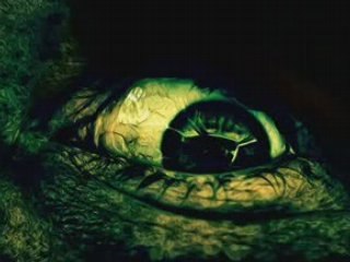 True Horror In Front Of You