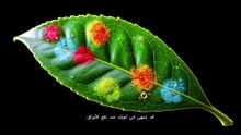 الشاي العضوي vs التقليدي  أسرار ما وراء الكوب