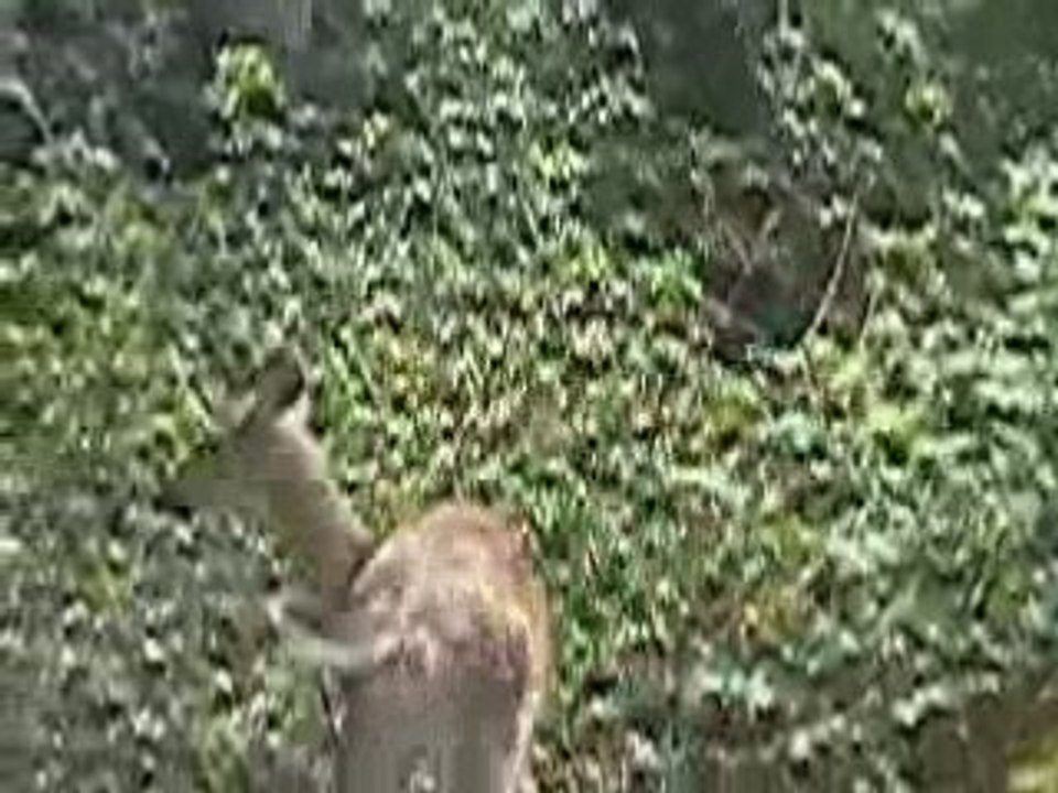 deer in my yard