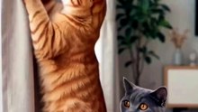 Comedy Cats funny cute