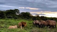 The Savannah Giants - When Lions Face Deadly Opponents