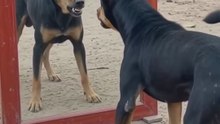 Dog vs Mirror