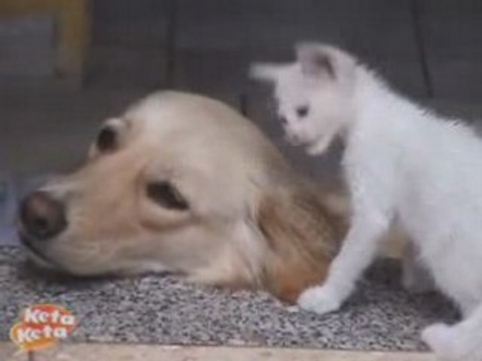 Chien-chaton