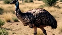 Australia emu
