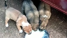 Dog Milk Eating