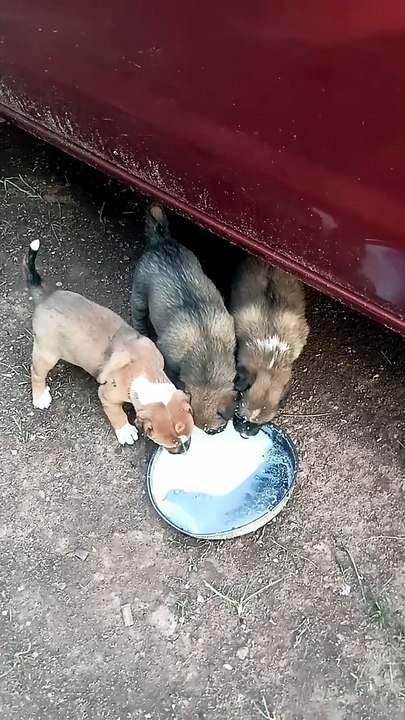 Dog Milk Eating