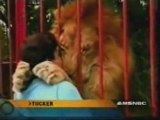 Lion qui fait un calin