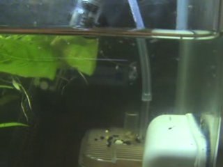 alevins betta
