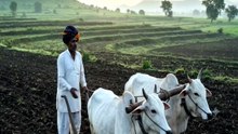 زراعت پاکستان کا سب سے بڑا ادارہ: کسانوں کی مشکلات اور حل