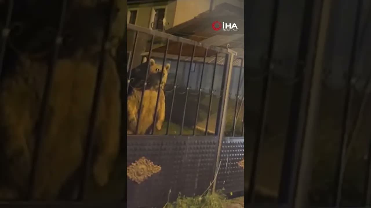 Vatandaş dışarıda bekledi, ayılar bahçede misafir oldu