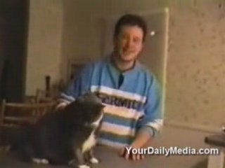 Talking Cats [from www.metacafe.com]