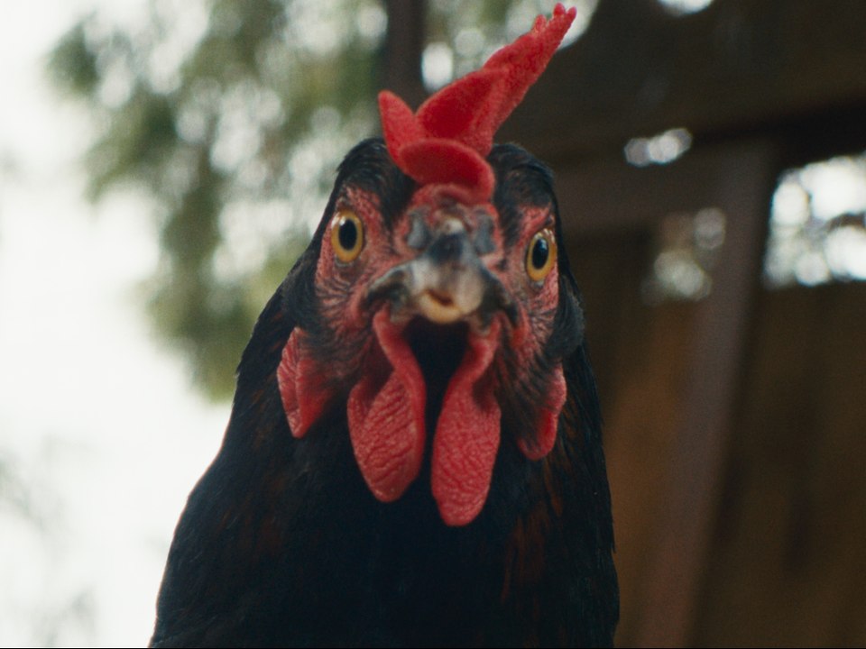 Kota (Cocotte / Hen): Trailer HD VO st FR/NL