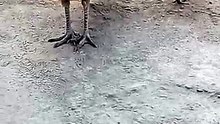 Viral video