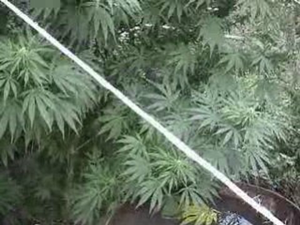 weed1