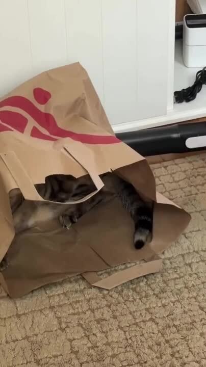 Cat Pounces on Another Cat Sitting Inside Paper Bag