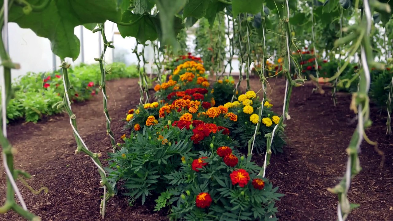 First frosts are approaching | Here are ideas  for being ready || Charles Dowding