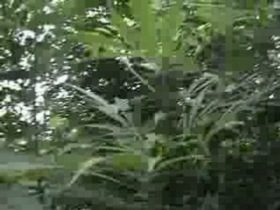 weed3