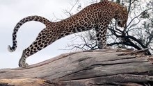 Spectacular Footage Of A Wild Leopard Executing A High Precision Leap Across Tree Branches