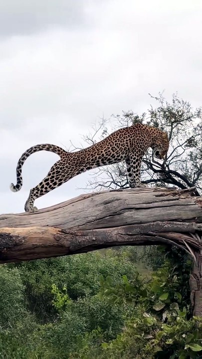 Spectacular Footage Of A Wild Leopard Executing A High Precision Leap Across Tree Branches