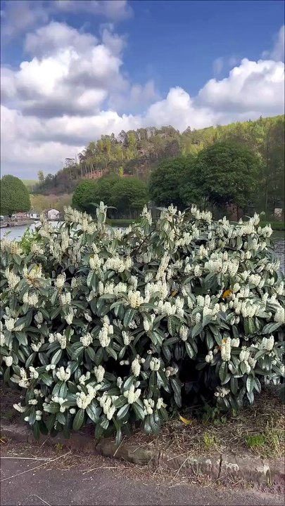 🐝 C'est rempli d'abeilles 😅 #lutzelbourg #nature #moselle #earthday.mp4