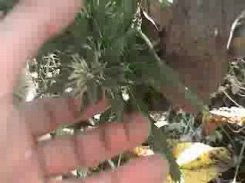 weed7