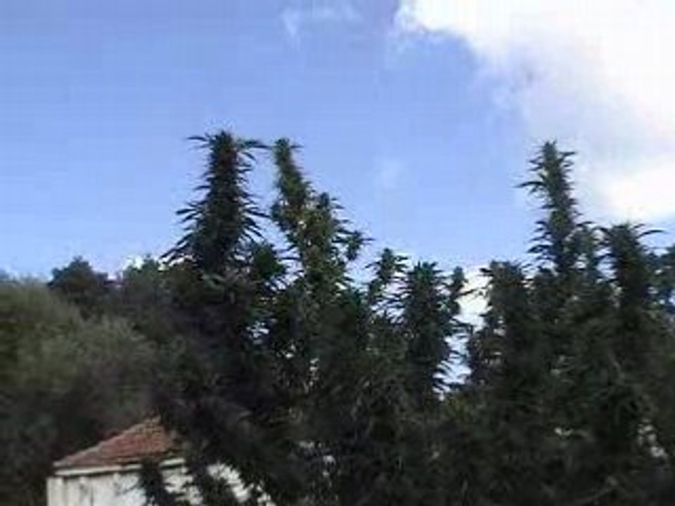 weed8