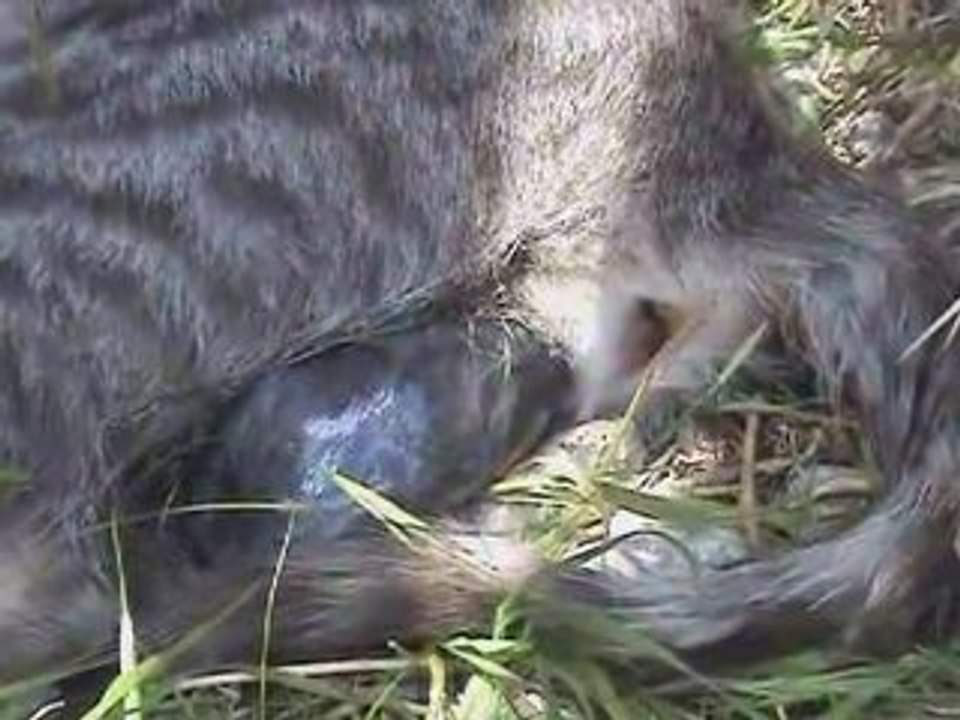 Notre ferme pédagogique - Naissance d'un chaton