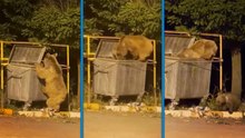 Yiyecek arayan ayı ve yavrusu görüntülendi