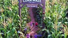 🌽 Giant Helping Hand Rescues Tiny Kids from a Corn Maze! 🖐️ | Mini Adventure for Kids