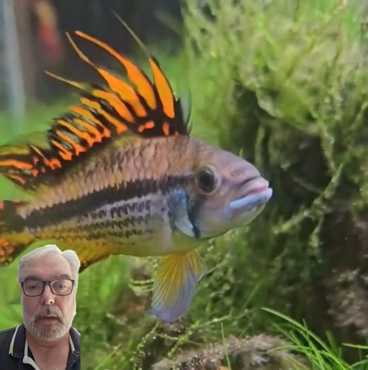 ​Un perroquet dans un aquarium ? Pas tout à fait ! 🐠🦜