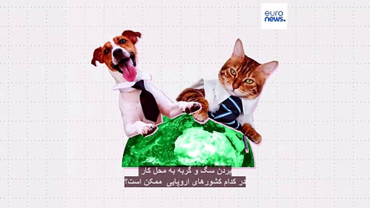 بردن سگ و گربه به محل کار در کدام کشورهای اروپایی ممکن است؟ برای سگ خانگی خود رزومه تهیه کنید!