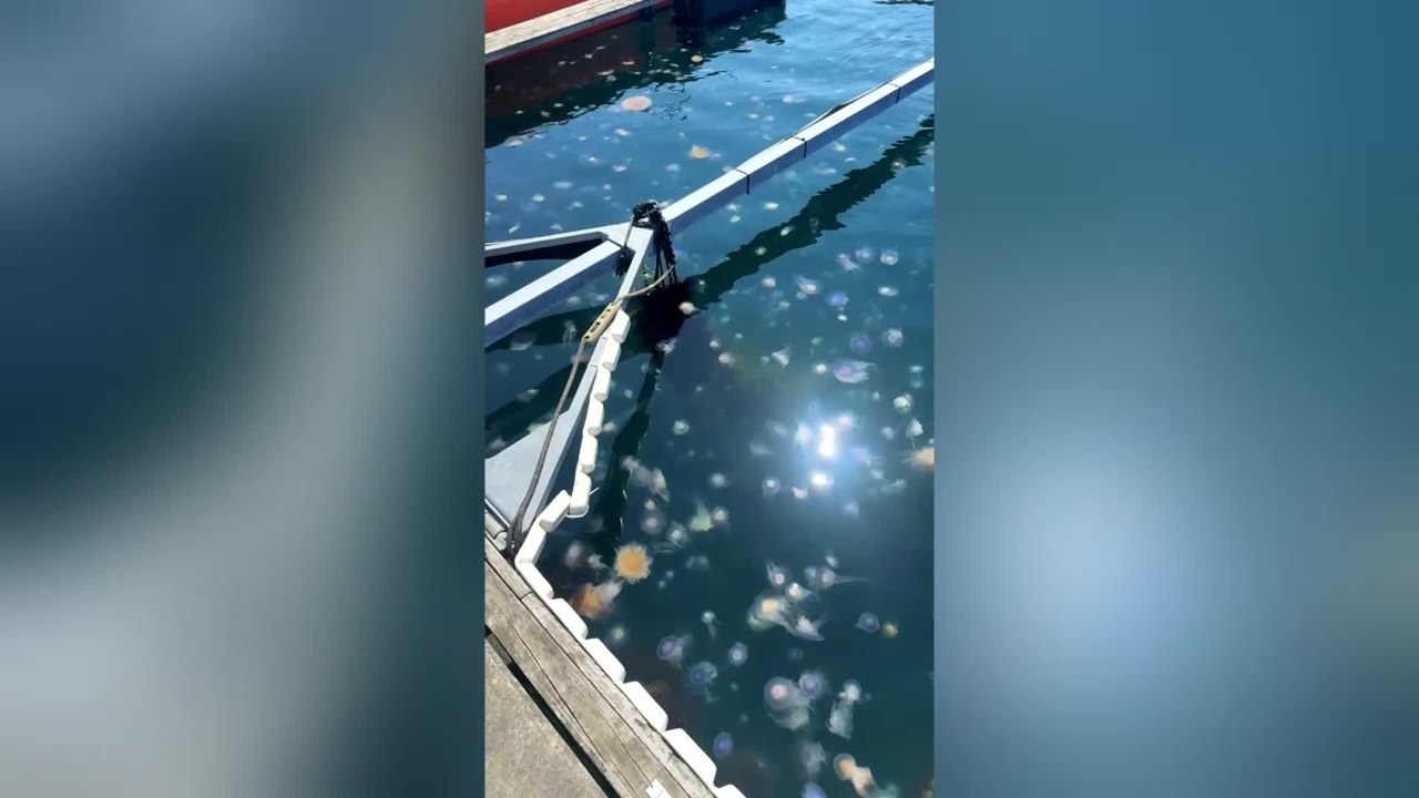 Hundreds of Jellyfish Fill Norwegian Marina in Rare Sight