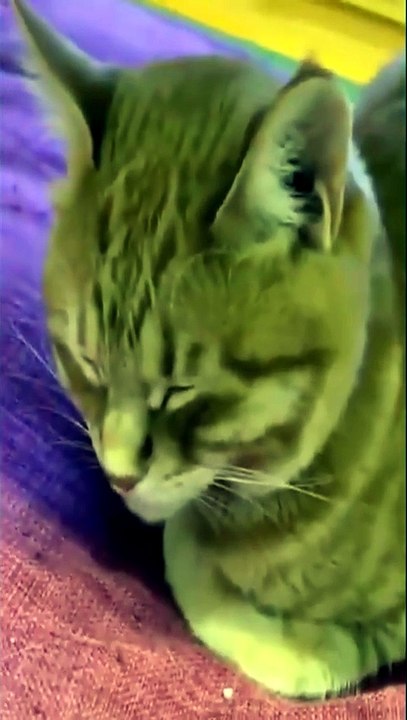 Best Funny Animal Videos #trending #viral #funny