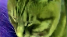 Best Funny Animal Videos #trending #viral #funny