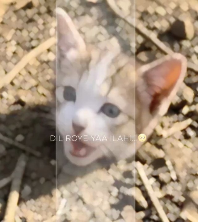 🐱 Tiny Kitten's Sweetest Leaf Adventure Will Melt Your Heart! 💚