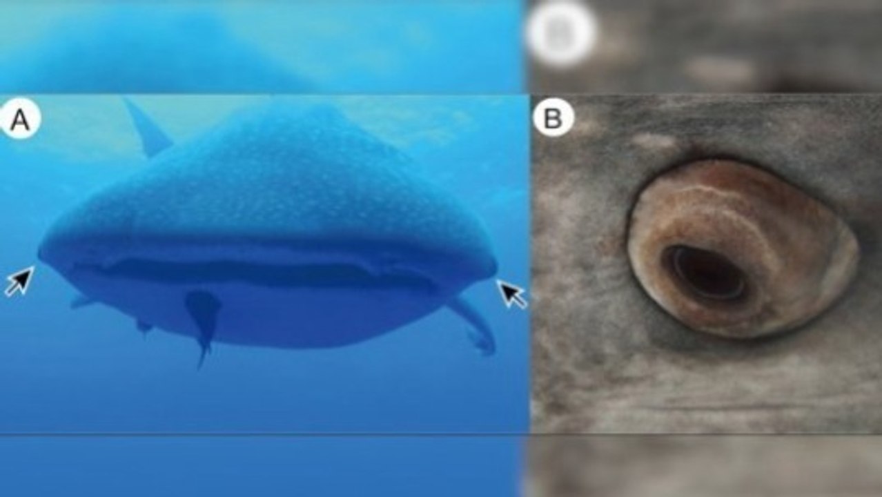 Whale Shark Eye Armor: Teeth on Its Eyeballs and Retractable Eyes
