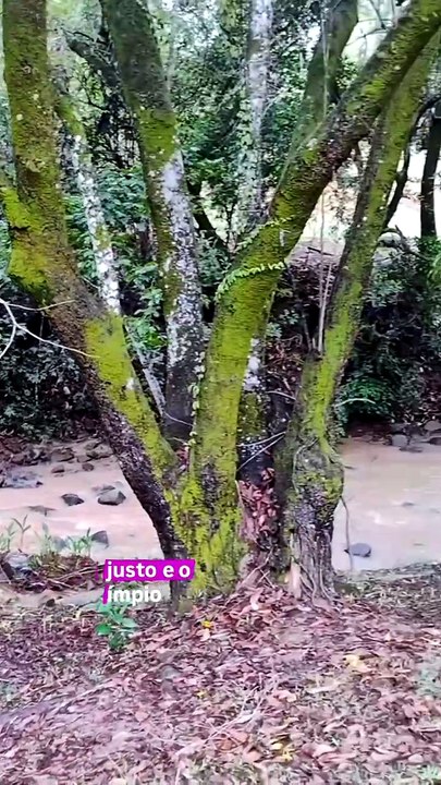O Caminho do Justo e do Ímpio