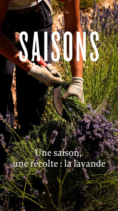 Sault : la récolte traditionnelle de la lavande