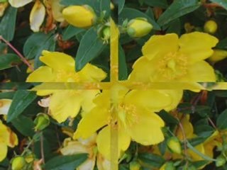 La ronde des fleurs sur jean ferrat