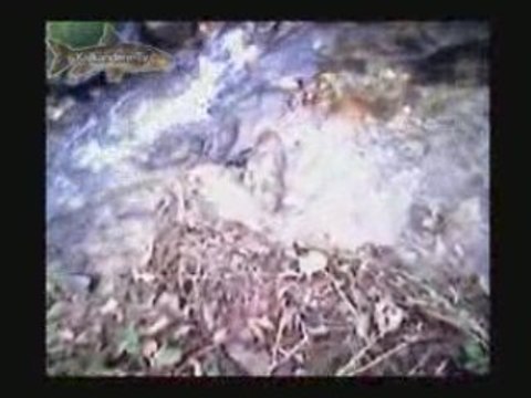 Alabalık Avı - Dere Kültürü