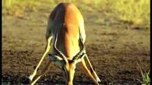 The Cheetah’s Unintended Swim 🤣😂 #funnyreels #comedy #wildlife #animals