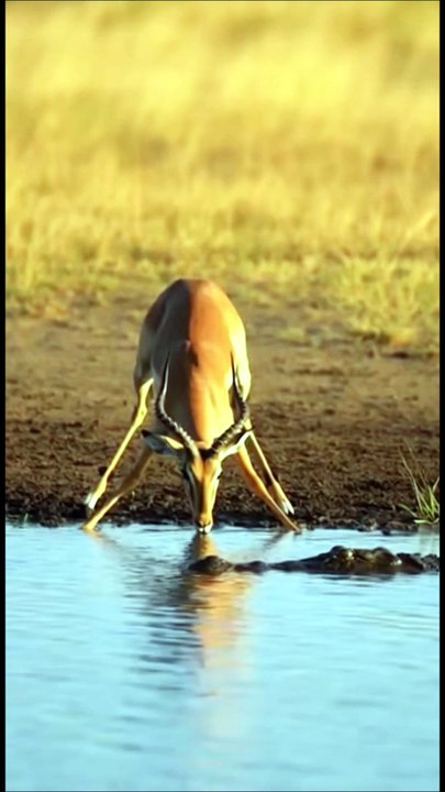 The Cheetah’s Unintended Swim 🤣😂 #funnyreels #comedy #wildlife #animals