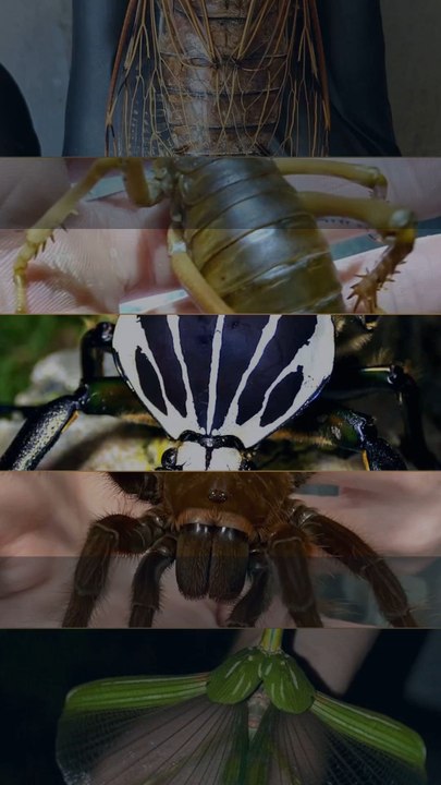 TOP 5 des plus gros insectes du monde 🕷️